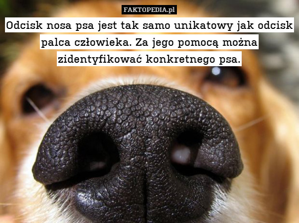 Odcisk nosa psa jest tak samo unikatowy jak odcisk palca człowieka. Za jego pomocą można zidentyfikować konkretnego psa. 