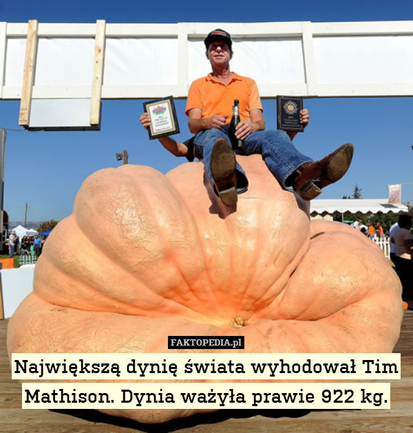 Największą dynię świata wyhodował Tim Mathison. Dynia ważyła prawie 922 kg. 