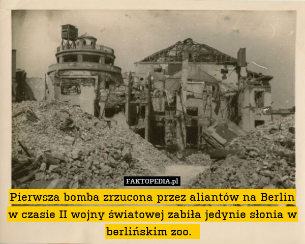Pierwsza bomba zrzucona przez aliantów na Berlin w czasie II wojny światowej zabiła jedynie słonia w berlińskim zoo. 