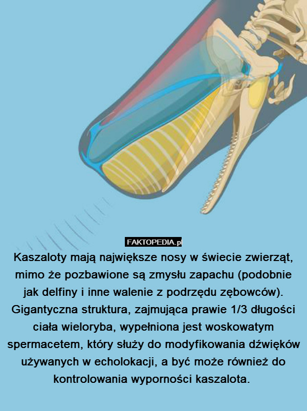 Kaszaloty mają największe nosy w świecie zwierząt, mimo że pozbawione są zmysłu zapachu (podobnie jak delfiny i inne walenie z podrzędu zębowców). Gigantyczna struktura, zajmująca prawie 1/3 długości ciała wieloryba, wypełniona jest woskowatym spermacetem, który służy do modyfikowania dźwięków używanych w echolokacji, a być może również do kontrolowania wyporności kaszalota. 