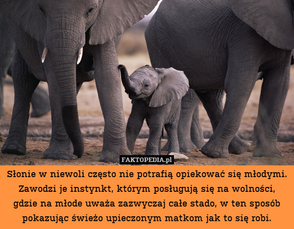 Słonie w niewoli często nie potrafią opiekować się młodymi. Zawodzi je instynkt, którym posługują się na wolności, gdzie na młode uważa zazwyczaj całe stado, w ten sposób pokazując świeżo upieczonym matkom jak to się robi. 