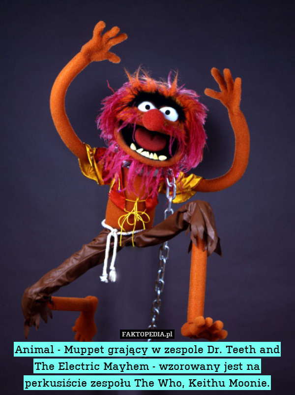 Animal - Muppet grający w zespole Dr. Teeth and The Electric Mayhem - wzorowany jest na perkusiście zespołu The Who, Keithu Moonie. 
