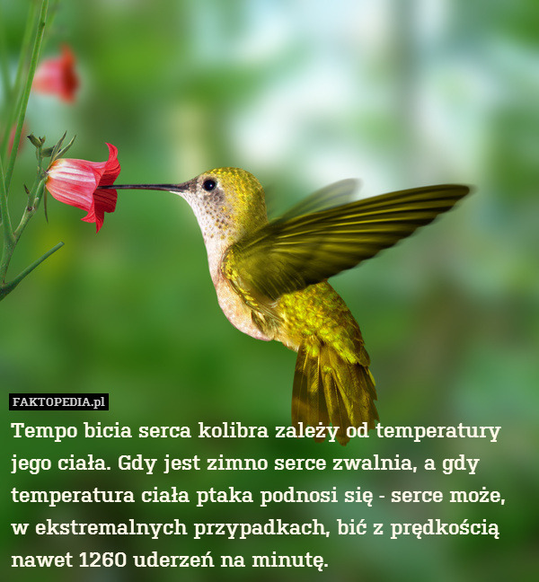 Tempo bicia serca kolibra zależy od temperatury jego ciała. Gdy jest zimno serce zwalnia, a gdy temperatura ciała ptaka podnosi się - serce może, w ekstremalnych przypadkach, bić z prędkością nawet 1260 uderzeń na minutę. 