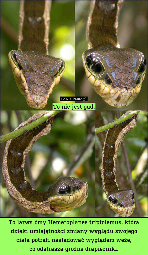 To nie jest gad.












To larwa ćmy Hemeroplanes triptolemus, która dzięki umiejętności zmiany wyglądu swojego
ciała potrafi naśladować wyglądem węże,
co odstrasza groźne drapieżniki. 