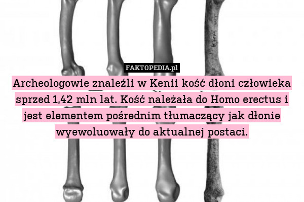 Archeologowie znaleźli w Kenii kość dłoni człowieka sprzed 1,42 mln lat. Kość należała do Homo erectus i jest elementem pośrednim tłumaczący jak dłonie wyewoluowały do aktualnej postaci. 
