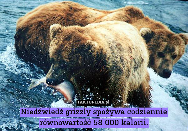 Niedźwiedź grizzly spożywa codziennie równowartość 58 000 kalorii. 