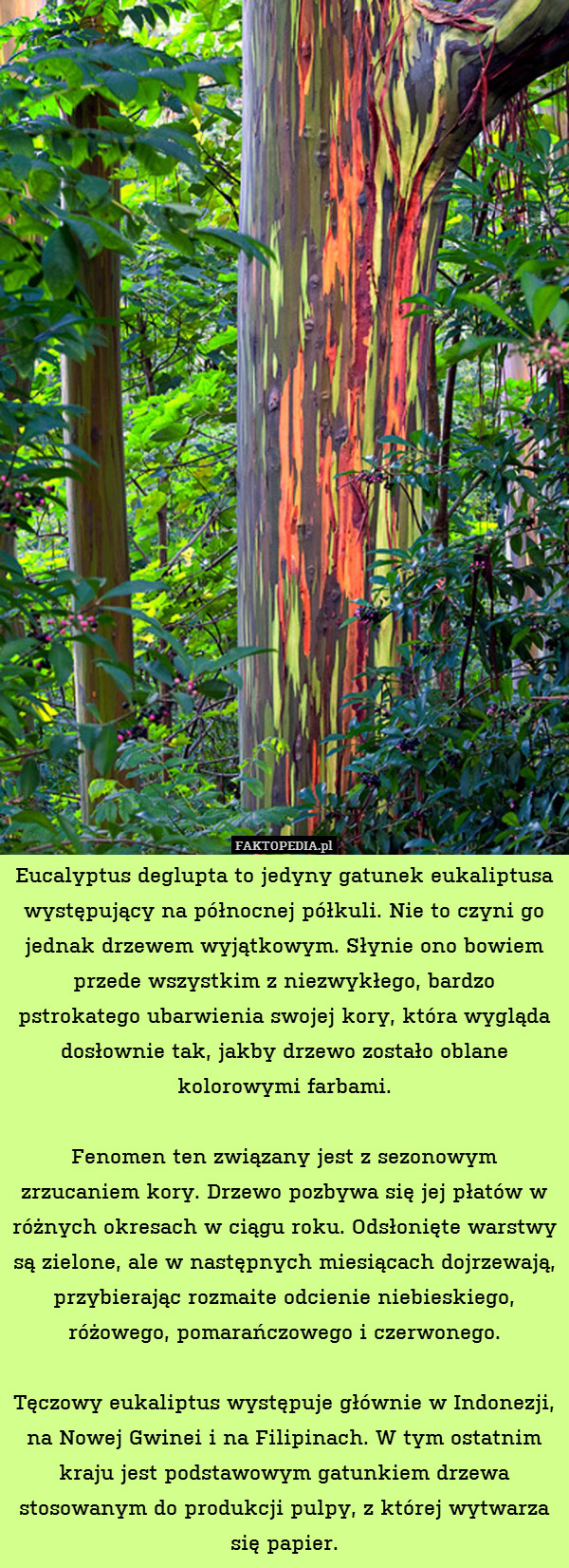 Eucalyptus deglupta to jedyny gatunek eukaliptusa występujący na północnej półkuli. Nie to czyni go jednak drzewem wyjątkowym. Słynie ono bowiem przede wszystkim z niezwykłego, bardzo pstrokatego ubarwienia swojej kory, która wygląda dosłownie tak, jakby drzewo zostało oblane kolorowymi farbami.

Fenomen ten związany jest z sezonowym zrzucaniem kory. Drzewo pozbywa się jej płatów w różnych okresach w ciągu roku. Odsłonięte warstwy są zielone, ale w następnych miesiącach dojrzewają, przybierając rozmaite odcienie niebieskiego, różowego, pomarańczowego i czerwonego.

Tęczowy eukaliptus występuje głównie w Indonezji, na Nowej Gwinei i na Filipinach. W tym ostatnim kraju jest podstawowym gatunkiem drzewa stosowanym do produkcji pulpy, z której wytwarza się papier. 