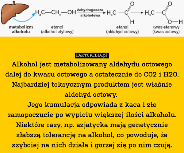 Alkohol jest metabolizowany aldehydu octowego dalej do kwasu octowego a ostatecznie do CO2 i H2O.
Najbardziej toksycznym produktem jest właśnie aldehyd octowy. 
Jego kumulacja odpowiada z kaca i złe samopoczucie po wypiciu większej ilości alkoholu.
Niektóre rasy, np. azjatycka mają genetycznie słabszą tolerancję na alkohol, co powoduje, że szybciej na nich działa i gorzej się po nim czują. 