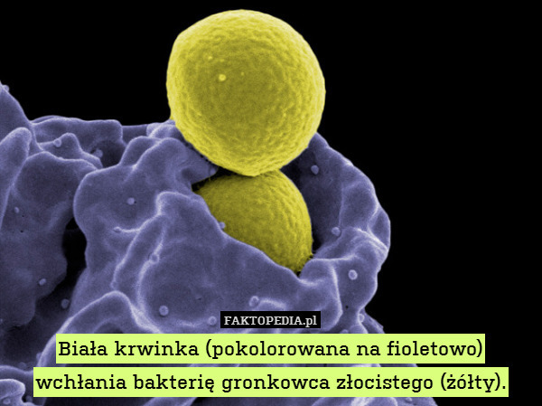 Biała krwinka (pokolorowana na fioletowo) wchłania bakterię gronkowca złocistego (żółty). 