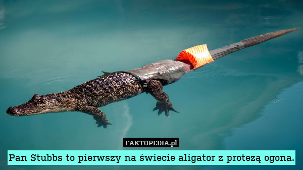 Pan Stubbs to pierwszy na świecie aligator z protezą ogona. 