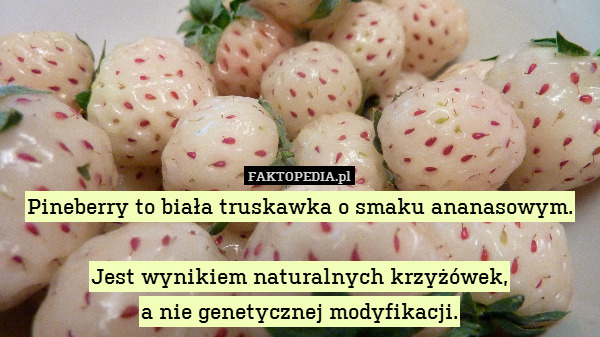 Pineberry to biała truskawka o smaku ananasowym.

Jest wynikiem naturalnych krzyżówek,
a nie genetycznej modyfikacji. 