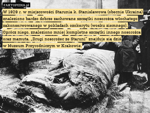 W 1929 r. w miejscowości Starunia k. Stanisławowa (obecnie Ukraina) znaleziono bardzo dobrze zachowane szczątki nosorożca włochatego zakonserwowanego w pokładach ozokerytu (wosku ziemnego).
Oprócz niego, znaleziono mniej kompletne szczątki innego nosorożca oraz mamuta. „Drugi nosorożec ze Staruni” znajduje się dziś
w Muzeum Przyrodniczym w Krakowie. 