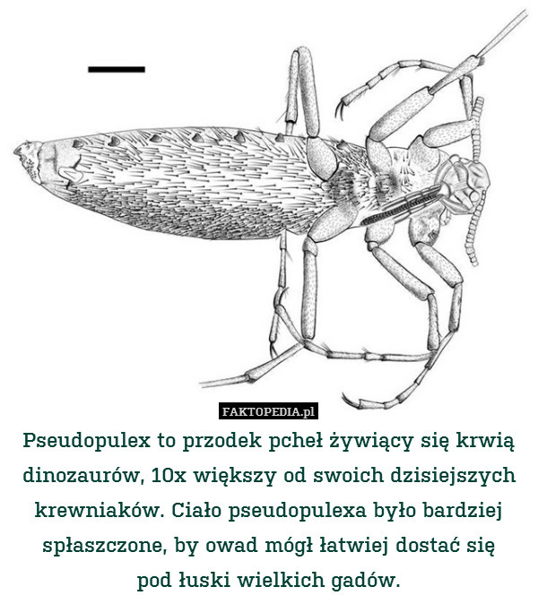 Pseudopulex to przodek pcheł żywiący się krwią dinozaurów, 10x większy od swoich dzisiejszych krewniaków. Ciało pseudopulexa było bardziej spłaszczone, by owad mógł łatwiej dostać się
pod łuski wielkich gadów. 