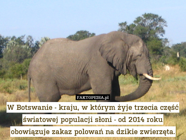 W Botswanie - kraju, w którym żyje trzecia część światowej populacji słoni - od 2014 roku obowiązuje zakaz polowań na dzikie zwierzęta. 