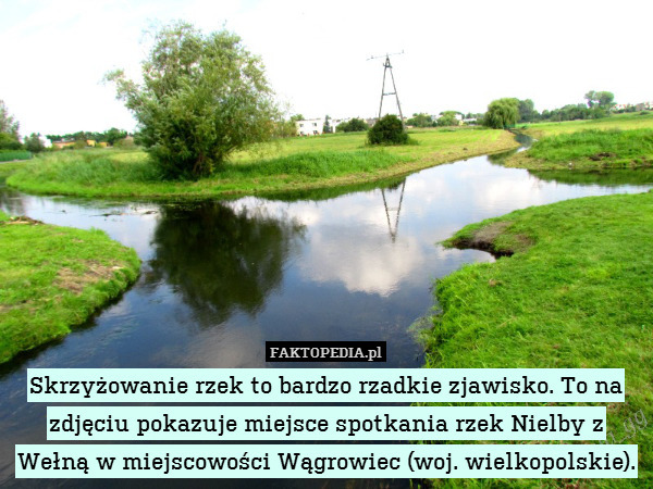 Skrzyżowanie rzek to bardzo rzadkie zjawisko. To na zdjęciu pokazuje miejsce spotkania rzek Nielby z Wełną w miejscowości Wągrowiec (woj. wielkopolskie). 