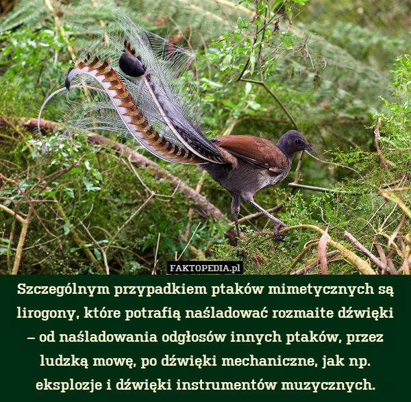 Szczególnym przypadkiem ptaków mimetycznych są lirogony, które potrafią naśladować rozmaite dźwięki
– od naśladowania odgłosów innych ptaków, przez ludzką mowę, po dźwięki mechaniczne, jak np. eksplozje i dźwięki instrumentów muzycznych. 