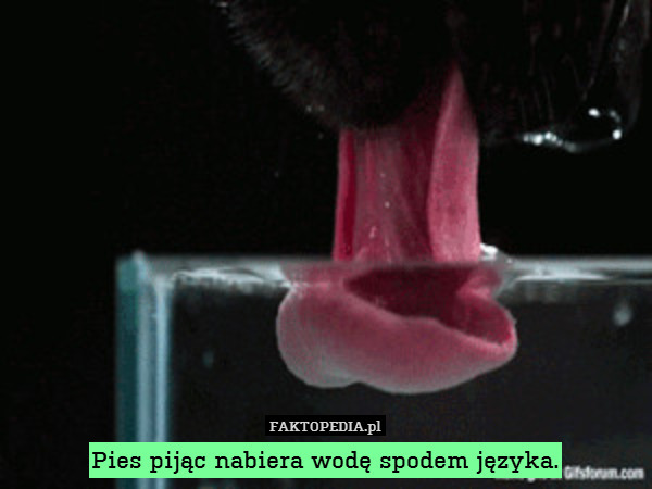 Pies pijąc nabiera wodę spodem języka. 