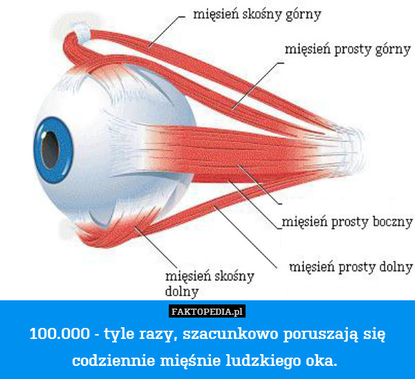 100.000 - tyle razy, szacunkowo poruszają się codziennie mięśnie ludzkiego oka. 