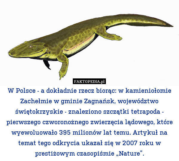 W Polsce - a dokładnie rzecz biorąc: w kamieniołomie Zachełmie w gminie Zagnańsk, województwo świętokrzyskie - znaleziono szczątki tetrapoda - pierwszego czworonożnego zwierzęcia lądowego, które wyewoluowało 395 milionów lat temu. Artykuł na temat tego odkrycia ukazał się w 2007 roku w prestiżowym czasopiśmie „Nature”. 