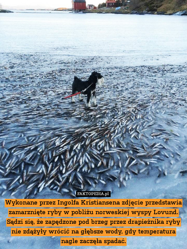 Wykonane przez Ingolfa Kristiansena zdjęcie przedstawia zamarznięte ryby w pobliżu norweskiej wyspy Lovund. Sądzi się, że zapędzone pod brzeg przez drapieżnika ryby nie zdążyły wrócić na głębsze wody, gdy temperatura nagle zaczęła spadać. 