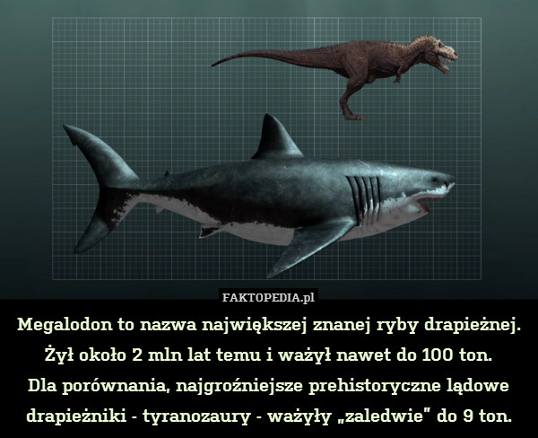 Megalodon to nazwa największej znanej ryby drapieżnej.
Żył około 2 mln lat temu i ważył nawet do 100 ton.
Dla porównania, najgroźniejsze prehistoryczne lądowe drapieżniki - tyranozaury - ważyły „zaledwie” do 9 ton. 