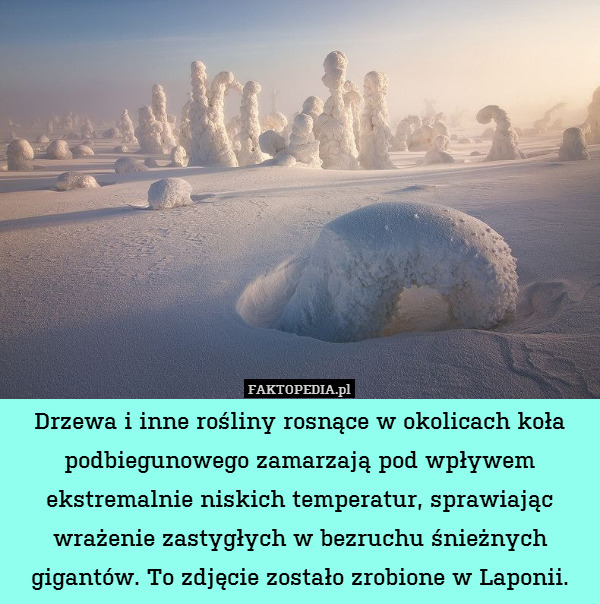Drzewa i inne rośliny rosnące w okolicach koła podbiegunowego zamarzają pod wpływem ekstremalnie niskich temperatur, sprawiając wrażenie zastygłych w bezruchu śnieżnych gigantów. To zdjęcie zostało zrobione w Laponii. 
