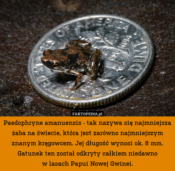 Paedophryne amanuensis - tak nazywa się najmniejsza żaba na świecie, która jest zarówno najmniejszym znanym kręgowcem. Jej długość wynosi ok. 8 mm.
Gatunek ten został odkryty całkiem niedawno
w lasach Papui Nowej Gwinei. 