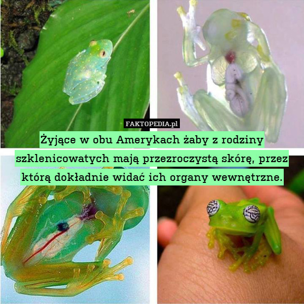 Żyjące w obu Amerykach żaby z rodziny szklenicowatych mają przezroczystą skórę, przez którą dokładnie widać ich organy wewnętrzne. 