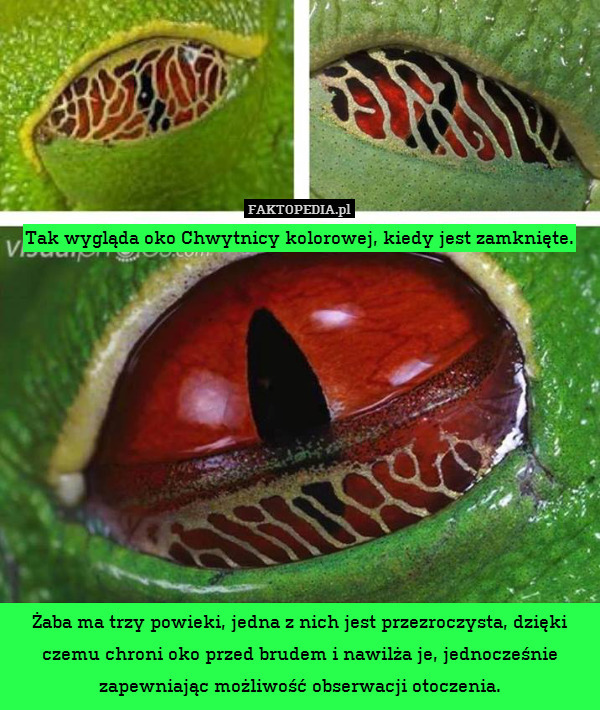 Tak wygląda oko Chwytnicy kolorowej, kiedy jest zamknięte.











Żaba ma trzy powieki, jedna z nich jest przezroczysta, dzięki czemu chroni oko przed brudem i nawilża je, jednocześnie zapewniając możliwość obserwacji otoczenia. 