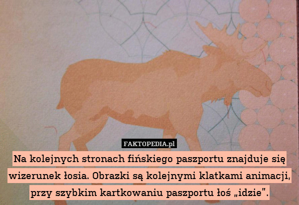 Na kolejnych stronach fińskiego paszportu znajduje się wizerunek łosia. Obrazki są kolejnymi klatkami animacji, przy szybkim kartkowaniu paszportu łoś „idzie”. 