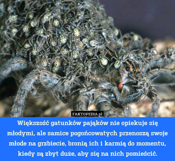 Większość gatunków pająków nie opiekuje się młodymi, ale samice pogońcowatych przenoszą swoje młode na grzbiecie, bronią ich i karmią do momentu, kiedy są zbyt duże, aby się na nich pomieścić. 