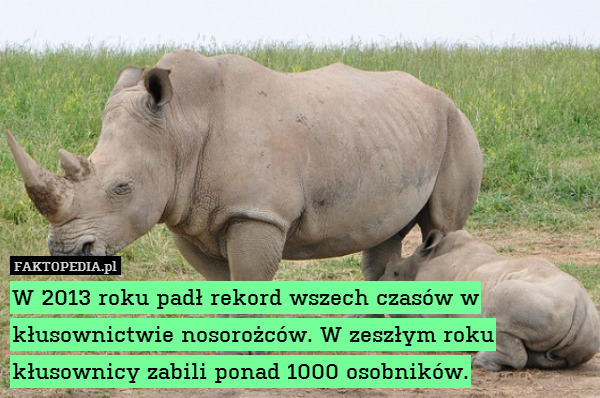W 2013 roku padł rekord wszech czasów w kłusownictwie nosorożców. W zeszłym roku kłusownicy zabili ponad 1000 osobników. 