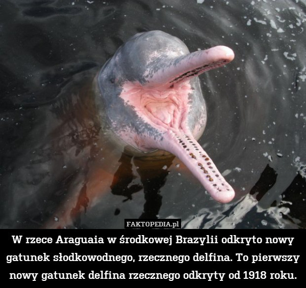 W rzece Araguaia w środkowej Brazylii odkryto nowy gatunek słodkowodnego, rzecznego delfina. To pierwszy nowy gatunek delfina rzecznego odkryty od 1918 roku. 