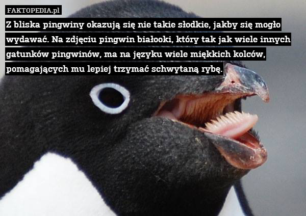 Z bliska pingwiny okazują się nie takie słodkie, jakby się mogło wydawać. Na zdjęciu pingwin białooki, który tak jak wiele innych gatunków pingwinów, ma na języku wiele miękkich kolców,
pomagających mu lepiej trzymać schwytaną rybę. 