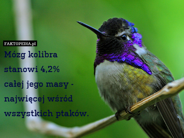 Mózg kolibra
stanowi 4,2%
całej jego masy -
najwięcej wśród
wszystkich ptaków. 