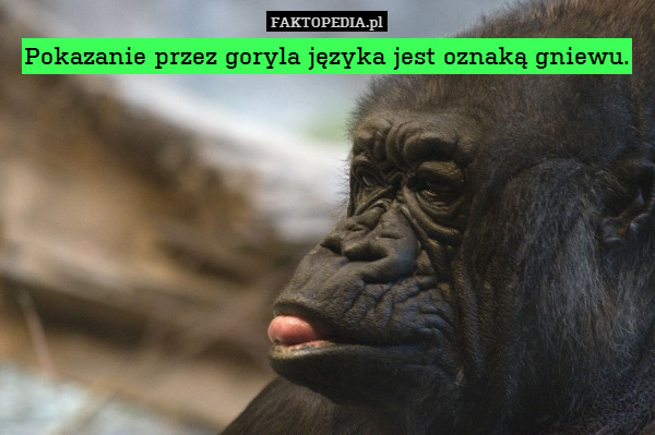 Pokazanie przez goryla języka jest oznaką gniewu. 