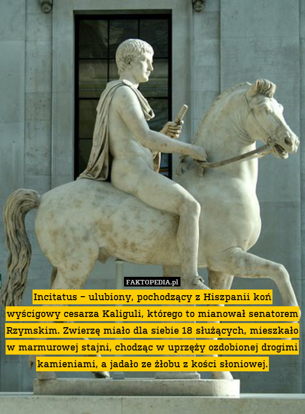 Incitatus − ulubiony, pochodzący z Hiszpanii koń wyścigowy cesarza Kaliguli, którego to mianował senatorem Rzymskim. Zwierzę miało dla siebie 18 służących, mieszkało w marmurowej stajni, chodząc w uprzęży ozdobionej drogimi kamieniami, a jadało ze żłobu z kości słoniowej. 
