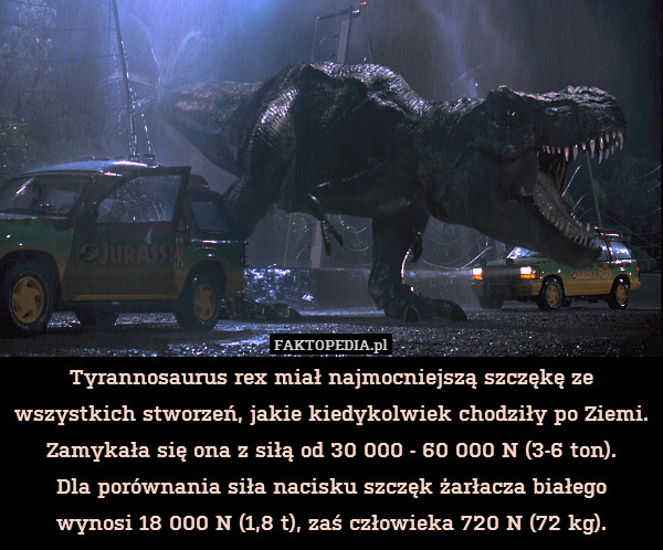 Tyrannosaurus rex miał najmocniejszą szczękę ze wszystkich stworzeń, jakie kiedykolwiek chodziły po Ziemi. Zamykała się ona z siłą od 30 000 - 60 000 N (3-6 ton).
Dla porównania siła nacisku szczęk żarłacza białego
wynosi 18 000 N (1,8 t), zaś człowieka 720 N (72 kg). 