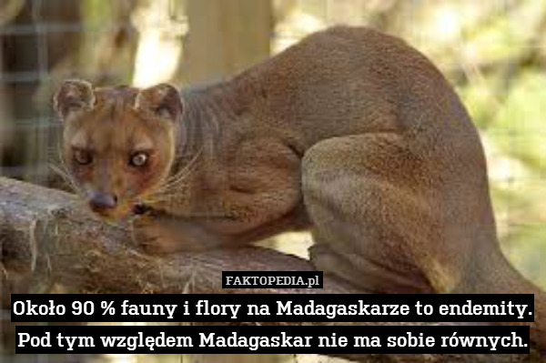 Około 90 % fauny i flory na Madagaskarze to endemity. Pod tym względem Madagaskar nie ma sobie równych. 