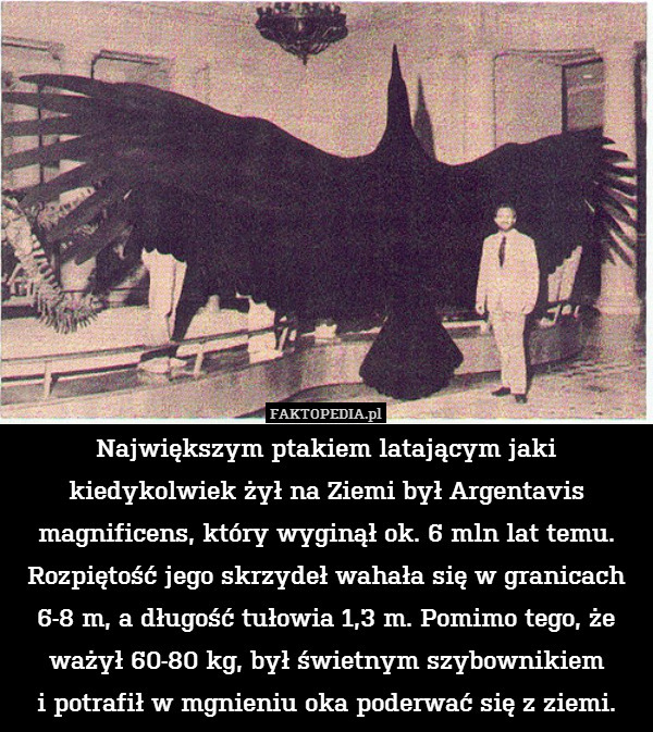 Największym ptakiem latającym jaki kiedykolwiek żył na Ziemi był Argentavis magnificens, który wyginął ok. 6 mln lat temu. Rozpiętość jego skrzydeł wahała się w granicach 6-8 m, a długość tułowia 1,3 m. Pomimo tego, że ważył 60-80 kg, był świetnym szybownikiem
i potrafił w mgnieniu oka poderwać się z ziemi. 