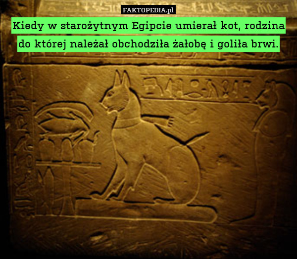 Kiedy w starożytnym Egipcie umierał kot, rodzina do której należał obchodziła żałobę i goliła brwi. 