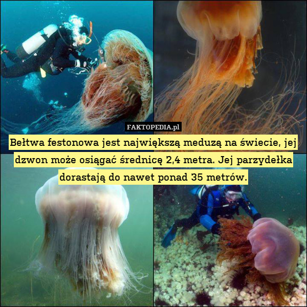 Bełtwa festonowa jest największą meduzą na świecie, jej dzwon może osiągać średnicę 2,4 metra. Jej parzydełka dorastają do nawet ponad 35 metrów. 