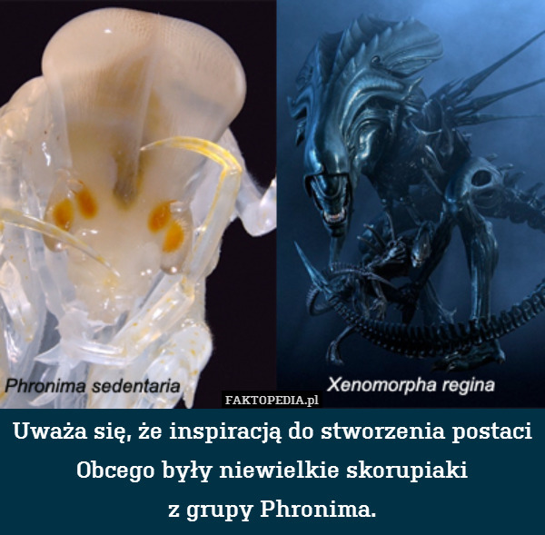 Uważa się, że inspiracją do stworzenia postaci Obcego były niewielkie skorupiaki
z grupy Phronima. 