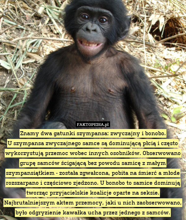 Znamy dwa gatunki szympansa: zwyczajny i bonobo.
U szympansa zwyczajnego samce są dominującą płcią i często wykorzystują przemoc wobec innych osobników. Obserwowano grupę samców ścigającą bez powodu samicę z małym szympansiątkiem - została zgwałcona, pobita na śmierć a młode rozszarpano i częściowo zjedzono. U bonobo to samice dominują tworząc przyjacielskie koalicje oparte na seksie. Najbrutalniejszym aktem przemocy, jaki u nich zaobserwowano, było odgryzienie kawałka ucha przez jednego z samców. 