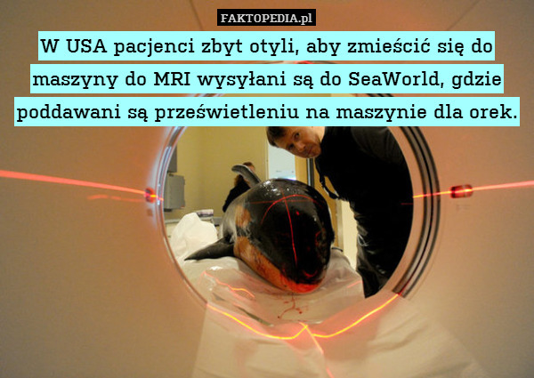 W USA pacjenci zbyt otyli, aby zmieścić się do maszyny do MRI wysyłani są do SeaWorld, gdzie poddawani są prześwietleniu na maszynie dla orek. 