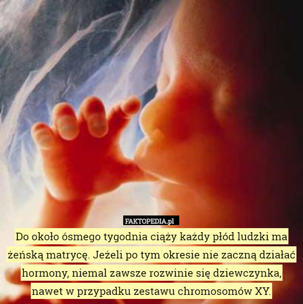 Do około ósmego tygodnia ciąży każdy płód ludzki ma żeńską matrycę. Jeżeli po tym okresie nie zaczną działać hormony, niemal zawsze rozwinie się dziewczynka, nawet w przypadku zestawu chromosomów XY. 