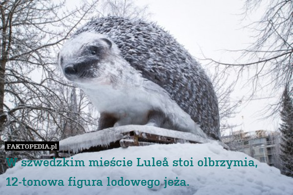 W szwedzkim mieście Luleå stoi olbrzymia, 12-tonowa figura lodowego jeża. 