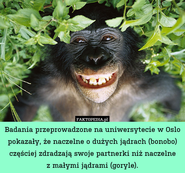 Badania przeprowadzone na uniwersytecie w Oslo pokazały, że naczelne o dużych jądrach (bonobo) częściej zdradzają swoje partnerki niż naczelne
z małymi jądrami (goryle). 