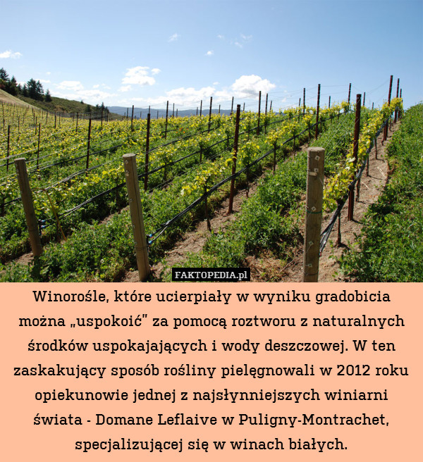 Winorośle, które ucierpiały w wyniku gradobicia można „uspokoić” za pomocą roztworu z naturalnych środków uspokajających i wody deszczowej. W ten zaskakujący sposób rośliny pielęgnowali w 2012 roku opiekunowie jednej z najsłynniejszych winiarni świata - Domane Leflaive w Puligny-Montrachet, specjalizującej się w winach białych. 