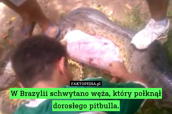W Brazylii schwytano węża, który połknął dorosłego pitbulla. 